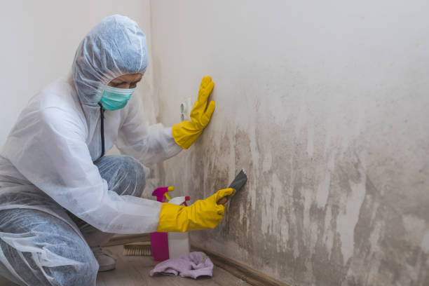 Harrison, NJ Mold Removal Company