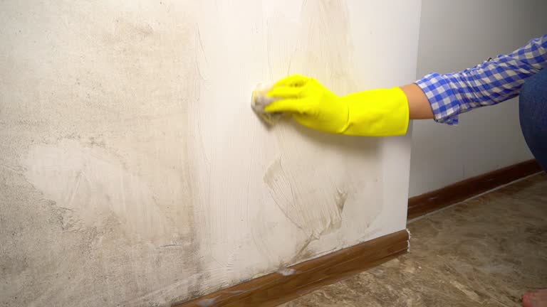 Best Commercial Mold Inspection  in Harrison, NJ